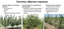 вирощування