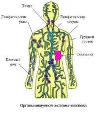 Чи можна вилікувати аутоімунний тиреоїдит щитовидної
