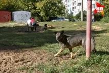 На Кубані пес загриз дівчину, яка намагалася відтягнути його від свого знайомого кубані