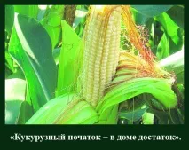 На віку, як на довгій ниві віку
