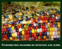 На віку, як на довгій ниві ниві