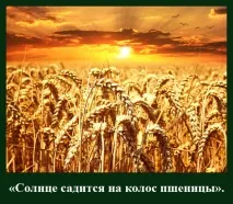 На віку, як на довгій ниві віку