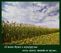 На віку, як на довгій ниві ниві