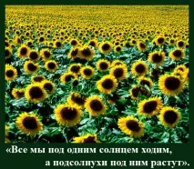 На віку, як на довгій ниві довгій