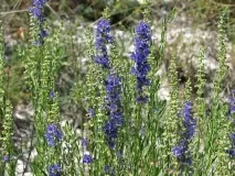 Високі корисні властивості вирощування посадка догляд високі