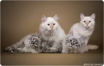 невської
