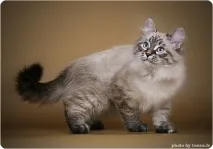 невської