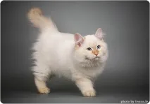 невська