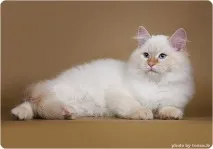 невської