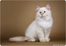 маскарадна