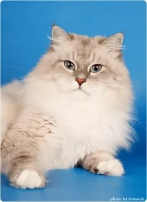 невська