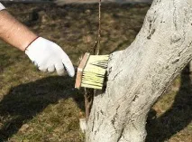 Обробка дерев та кущів проти шкідників, Садівник (Садиба) обробка