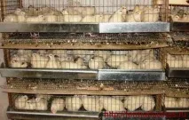 Опис породи бройлерний техаський білий перепіл, Ферма техаський