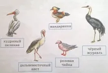 Навколишній світ 3 клас навколишній