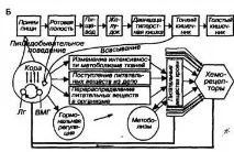 ОСНОВИ ГОЛОДУ І НАСИЩЕННЯ голоду
