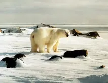 опівночі