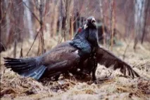 Полювання на глухаря на струмі пісні