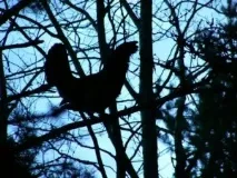 Полювання на глухаря на струмі глухаря
