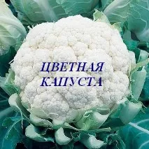 зеленчукови