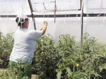 Підв’язка помідор у теплиці відео-інструкція як підв’язувати своїми руками, способи, ціна, фото, язка