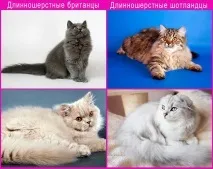 котки