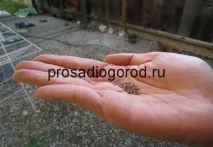 Посадка моркви восени під зиму вибір сорту та підготовка грядок, відео та фото моркви