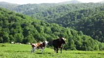 По той бік Кавказьких гір можна