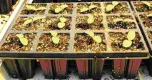 Промислове вирощування огірків у теплиці цілий рік, технологія та секрети посадки, найкращі сорти промислове