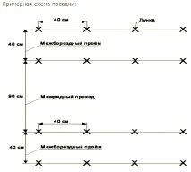 Промислове вирощування огірків у теплиці цілий рік, технологія та секрети посадки, найкращі сорти теплиці