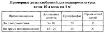 Промислове вирощування огірків у теплиці цілий рік, технологія та секрети посадки, найкращі сорти теплиці