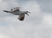 рибалка