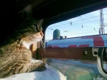 кішкою