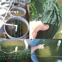 Розведення райдужниць райдужниць