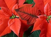 Різдвяна зірка» - пуансеттія - Школа шовкової флористики - SilkFlora зірка