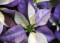 Різдвяна зірка» - пуансеттія - Школа шовкової флористики - SilkFlora зірка