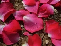 Рожеве ефірне масло застосування рожеве