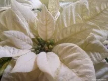 Різдвяна зірка» - пуансеттія - Школа шовкової флористики - SilkFlora пуансеттія