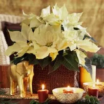 Різдвяна зірка» - пуансеттія - Школа шовкової флористики - SilkFlora різдвяна