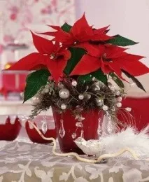 Різдвяна зірка» - пуансеттія - Школа шовкової флористики - SilkFlora зірка