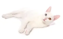 ціна