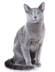 котів