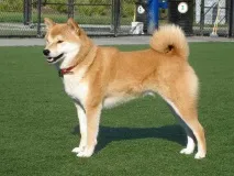 shiba