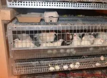 Зміст перепелів та розведення їх у домашніх умовах, Ферма зміст