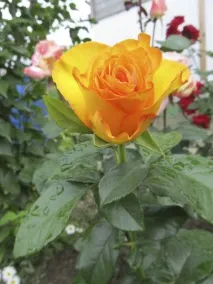 Сорти чайно-гібридних троянд білі, кремові, жовті та оранжеві сорти