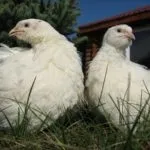 Техаський перепел (білий гігант) опис, розведення, фото, відео техаський
