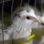 Техаський перепел (білий гігант) опис, розведення, фото, відео білий