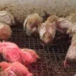 Техаський перепел (білий гігант) опис, розведення, фото, відео білий