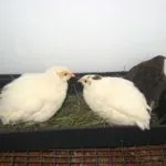 Техаський перепел (білий гігант) опис, розведення, фото, відео техаський