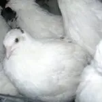 Техаський перепел (білий гігант) опис, розведення, фото, відео гігант