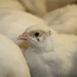 Техаський перепел (білий гігант) опис, розведення, фото, відео гігант